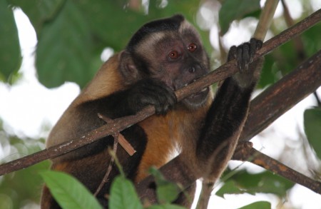 Guianan Brown Capuchin Sapajus apella Cristalino Jungle Lodge, Brazil